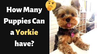 How Many Puppies can a Yorkie have?