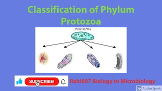 Classification of Phylum Protozoa || Lecture in Urdu