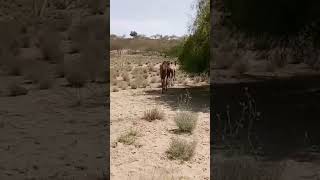 #camel #beautiful #video #viral