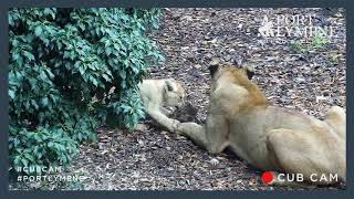 Lion Cub Cam Highlight | Hilarious Moment Lion Cub Steals Mum's Dinner