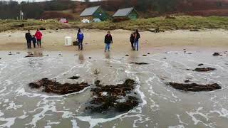 Juvenile Grey Seal Released Back Into The North Sea