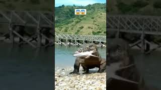 Komodo dragons are eating fish on the beach#komodo #animals #widlife #trending #viral #shorts