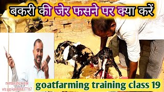 Bakri Ki Jer Na Girna|Bakri Ke Byane Ke Baad Kya Khilaye|Vimalumrao |Training class 19