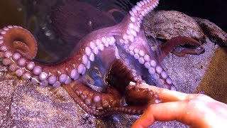 Playing with Lola the Octopus! Moody Garden's Aquarium Pyramid