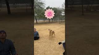 This Dog chants '🕉️' II The Uncut Family