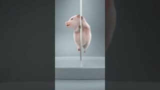 Pig Pole Dancing🤣🤣🤣#shorts #hilarious