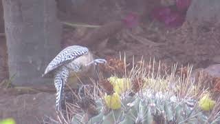 Gila Woodpecker