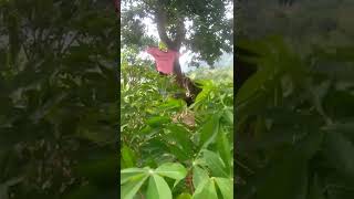 Menjaga Singkong dari Babi Hutan