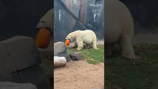 Delicious pumpkin enrichment for Kali the polar bear