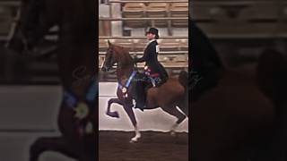 Marley Elbert and CH Anderson Cooper #saddleseat #equestrian #horse #saddlebred #equitation