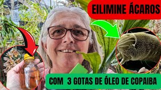 🟣COMO ELIMINAR ÁCAROS COCHONILHAS PULGÃO  DE SUAS ORQUÍDEAS DE FORMA NATURAL