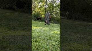 We Dancing! 🐶 #dog #puppy #shortvideo #shorts