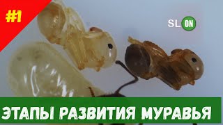 Этапы развития личинки муравья мессор структор (messor structor)