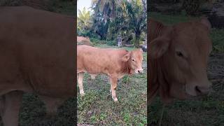 Persilangan sapi brahman X limpusin.#cow #animals #shorts