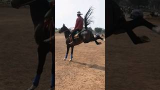 Indian Marwadi Horse #horseracing #marwarihorse #horselover #shortsfeed #ytshort #ytshorts