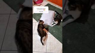 GATINHOS LUTANDO TESLA E VITÓRIA REGINA #gatos #cat #gateiras #gato #gatosendogato #gateiro