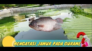 MENGATASI JAMUR PADA GURAME - CARA BUDIDAYA IKAN GURAME DI KOLAM BETON #ikan #budidaya #gurame