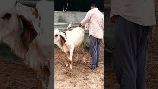 Top gir breeding farm in haryana Naloi  || results of Kanhaiya gir Bull