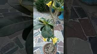 yellow Adenium |#adenium #adeniumgrafting #adeniumlover #adeniumrosy #adeniumcare #adeniumindia