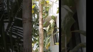 Home Gardening தேக்கு வளர்ப்பு🍂#trending #shortvideo #viralvideo #tamil #teakwood #agriculture #agri