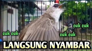 trucukan gacor EMOSI ROPEL PANJANG pancingan trucukan agar bunyi JADIKAN burung trucukan gacor NYAUT