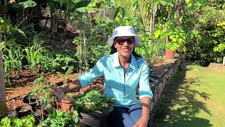 Growing Strawberries in Containers