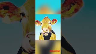 cows video || big cow ||smart cow #shorts #viral #trending #reels #animals #cow #status #YouTube