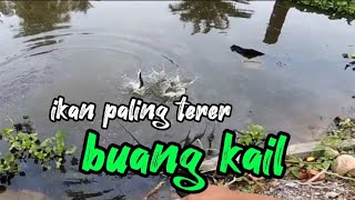 mancing ikan bulan @ tarpon #azlanishakangler #mancing #tarponfishing