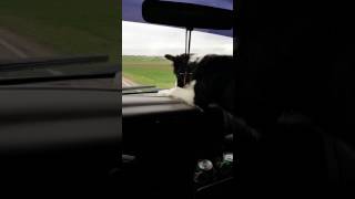 Border Collie "FINN" Attacks Wiper Blades