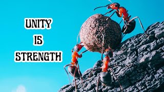 There is STRENGTH IN UNITY, LESSON FROM ANTS