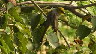 Yellow Throated Bulbul