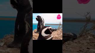 Penguin | Cute Penguin Sound Wild Animals #shorts #wildlife #penguin