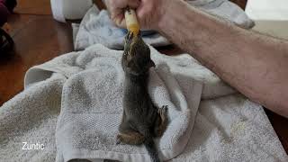 hand feeding baby squirrels