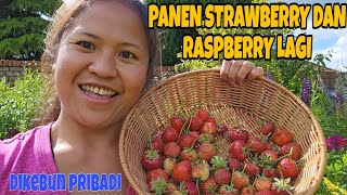 PANEN STRAWBERRY DAN RASPBERRY LAGI DI KEBUN PRIBADI 🍓🍓🍓🍓🍓🍓