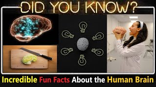 Top 10 Mind-Blowing, Unbelievable, Interesting And Random Fun Facts About The Human Brain