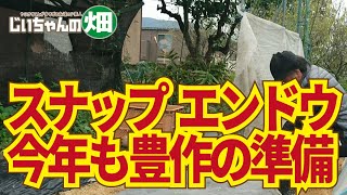 スナップエンドウ種蒔き、大豊作の準備。今年は種蒔き、苗定植の前にネット支柱を立てて防風、防寒、虫よけを一度にやっちゃいます。10/29