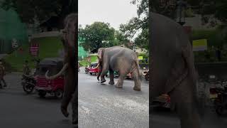 Elephant#youtubeshorts#kandy#shorts#elephant#elephantvideo