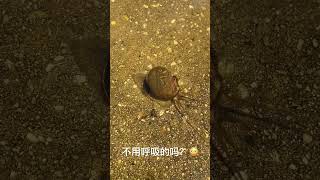 Fushou snail? The beautiful tentacles swimming in the water. 是福寿螺吗？🐌喜欢在水里优美的游弋的触须。