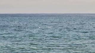 Bait Frenzy on the Beach