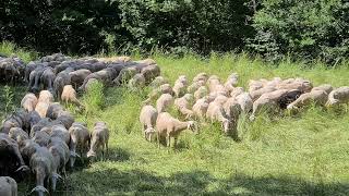 les monts d'orb avene movie