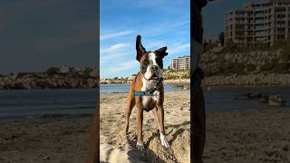 Beautiful day! #boxerdog #boxer #beachdog #walkies #goodday