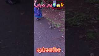 😳omg stranger cat 😱🌍🐈 #shorts #trending #viral #googleearth #youtubeshorts #funny #cat #interesting