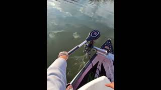 Trolling Motors are so simple #gheenoe #FloridaWild #FloridaFishing #FishingWithShorts #Shorts