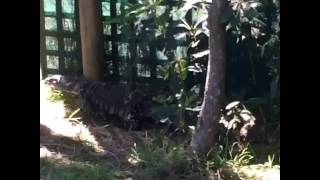 Roaming Goanna