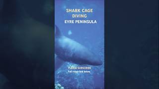 Conquer Your Fears with Shark Cage Diving on Eyre Peninsula