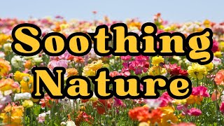 You Are Nature Meditation - Guided Mindfulness with Shamash Alidina - 20 minutes 🌱🌱🌱