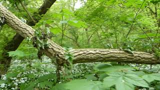 Wild Garlic in Old Sulehay Ancient Forest 27.04.20