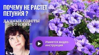 Почему не растет петуния