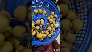 ഇത് എന്ത്‌ 🍈 ഫ്രൂട്ട് ആണെന്ന് അറിയാമോ gooyz...🧐🤨 #trending #viral #shorts #fruit #youtube