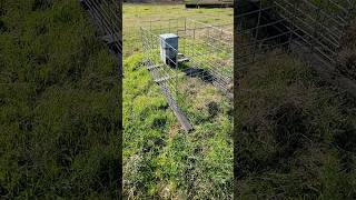 #sheep proof #dog #feeder #regenerativeagriculture #easttexas #ranchlife #farmlife #sheepfarming